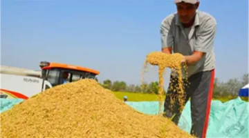 تراجع مفاجئ.. سعر الأرز الشعير ينخفض إلى 13.5 ألف جنيه في ديسمبر 2025